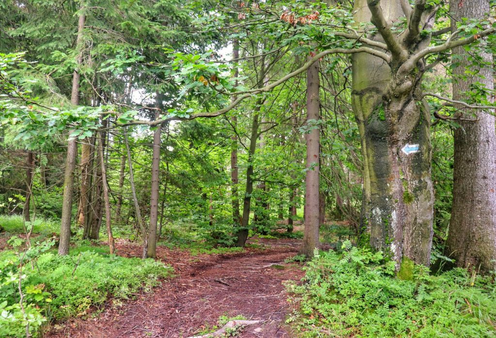 Beskidzki las - miejsce odbicia szlaku niebieskiego w lewo - Koniaków