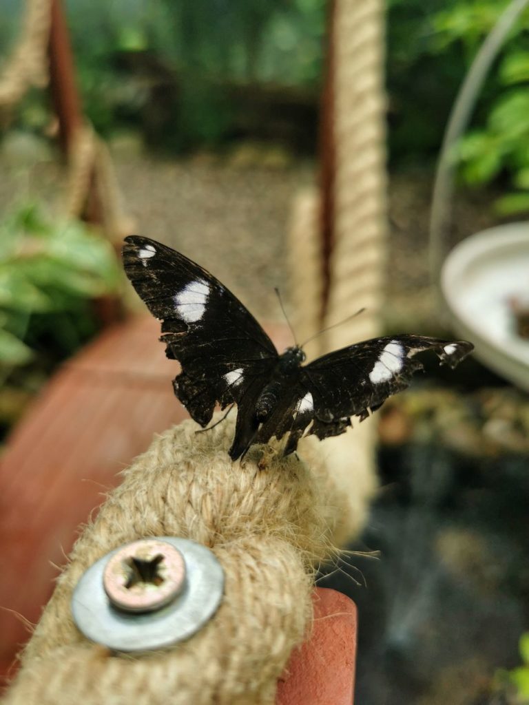 Brązowo - biały motyl z gatunku jaskółczego ogona - Papilio nephelus