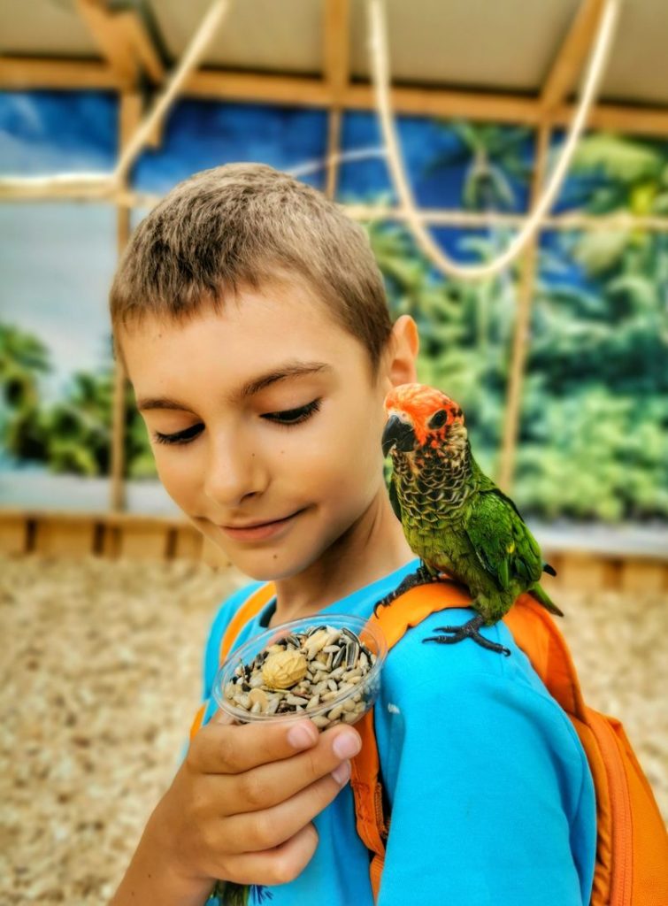 Chłopiec z małą papugą na ramieniu - Rudosterka różowogłowa - Jarosławiec, papugarnia