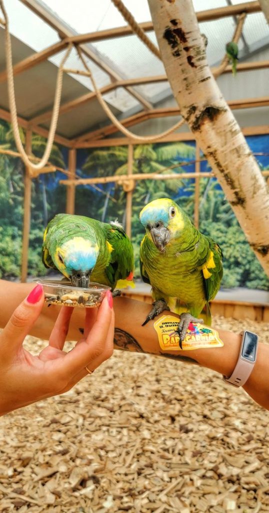 Dwie Amazonki niebieskoczelne siedzące na ręce - Jarosławiec papugarnia