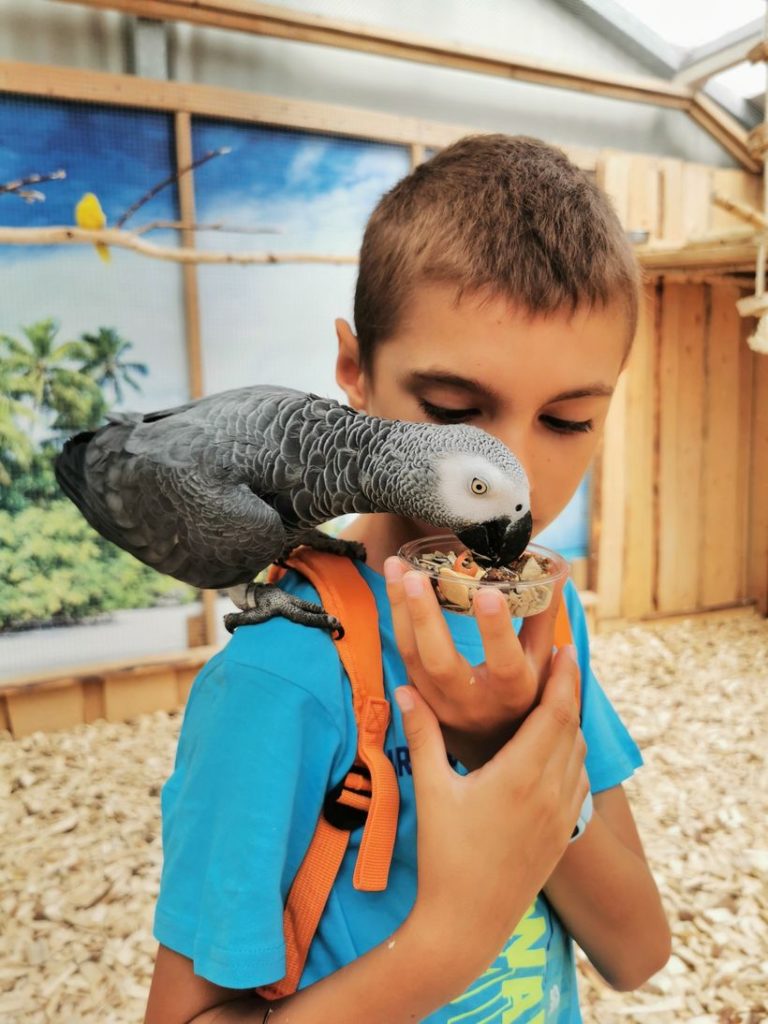 Dziecko karmiące szarą papugę Żako - Kraina papug Jarosławiec