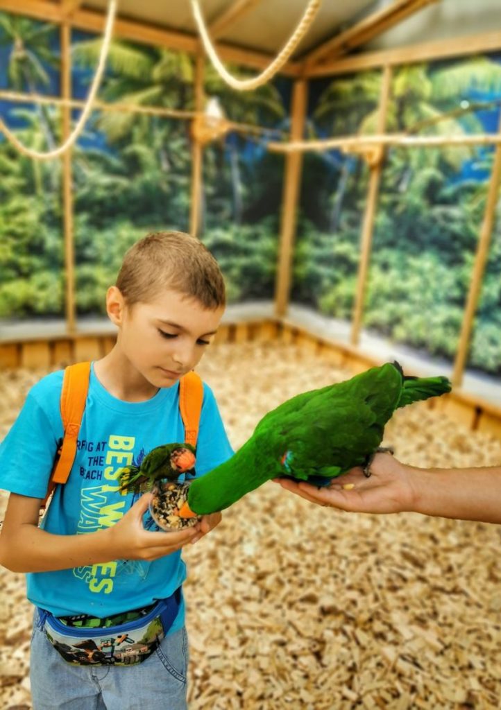 Dziecko karmiące ziarnami papugi w papugarni - Jarosławiec