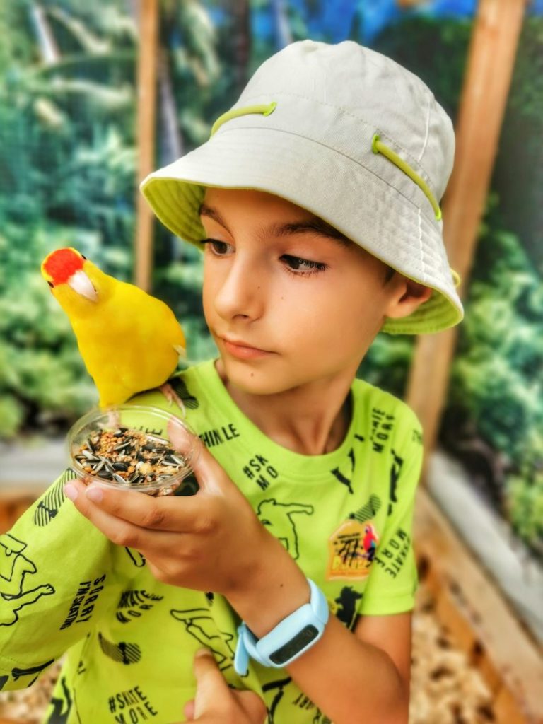 Dziecko z żółtą papugą - Modrolotka czerwonoczelna - na ramieniu - Jarosławiec papugarnia