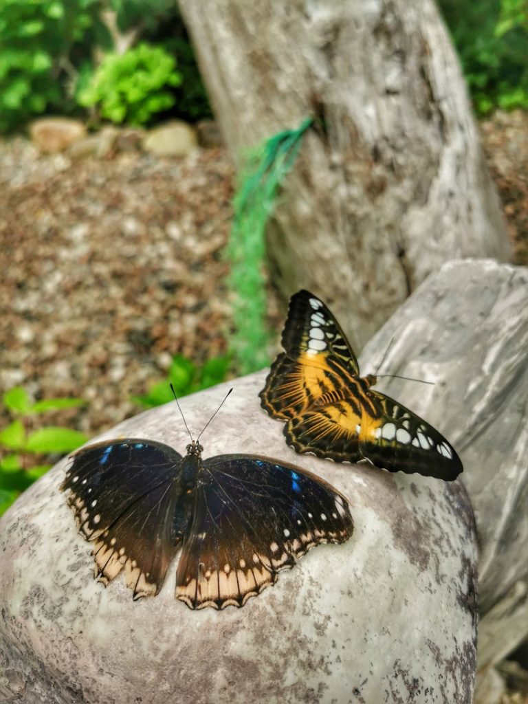 Egzotyczne motyle w motylarni w Jarosławcu