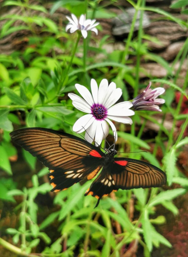 Egzotyczny motyl - kraina motyli Jarosławiec
