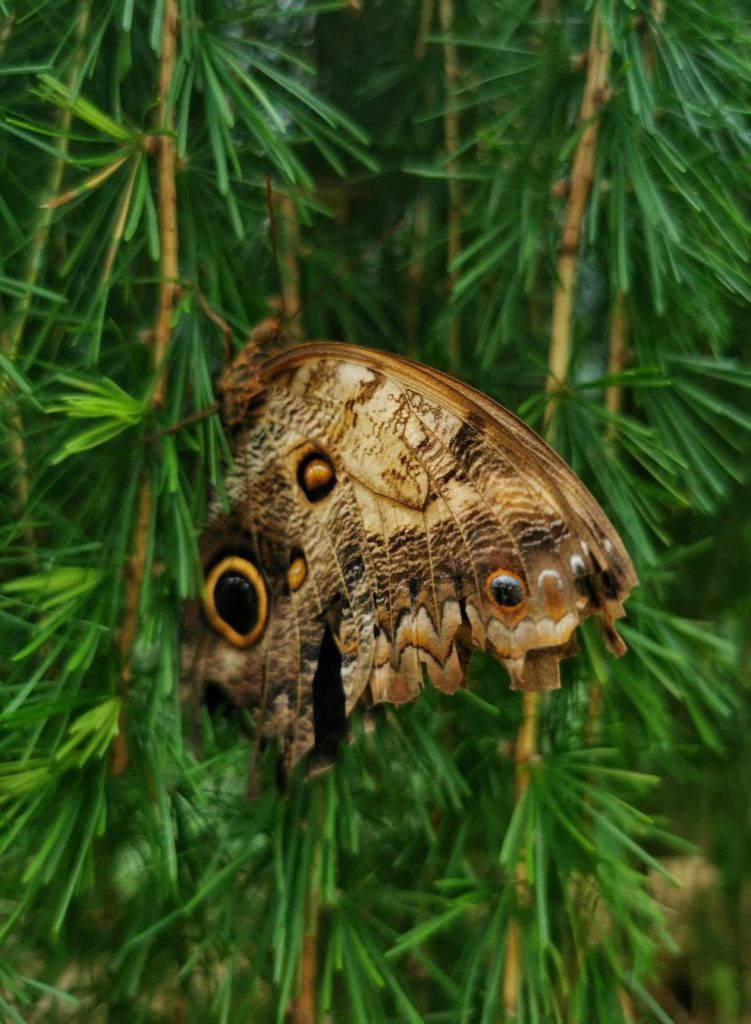 Jarosławiec - Kraina motyli, Motyl Caligo memnon