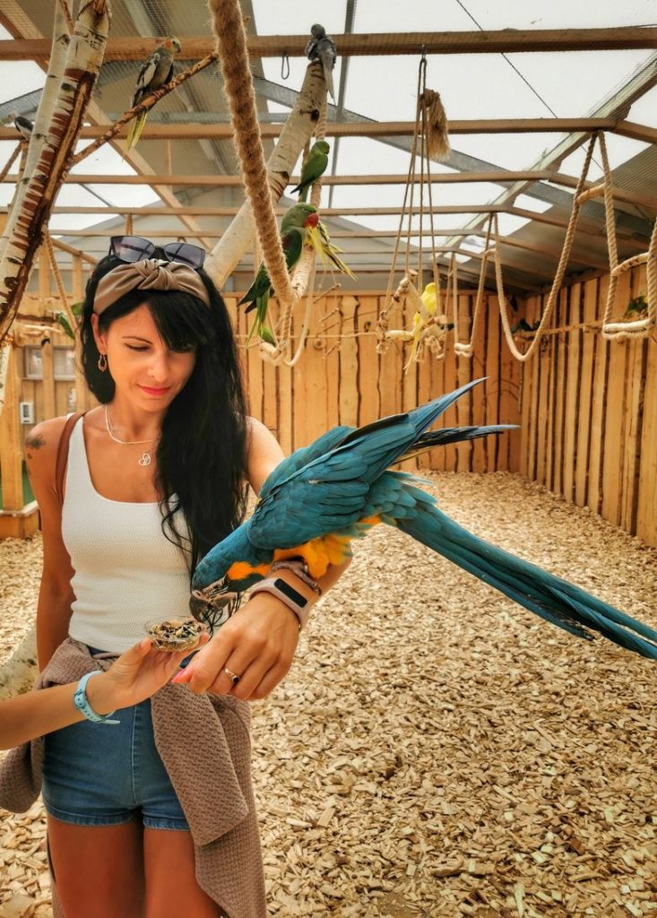 Kobieta karmiąca ziarnami papugę - Arę w kolorze niebieskim