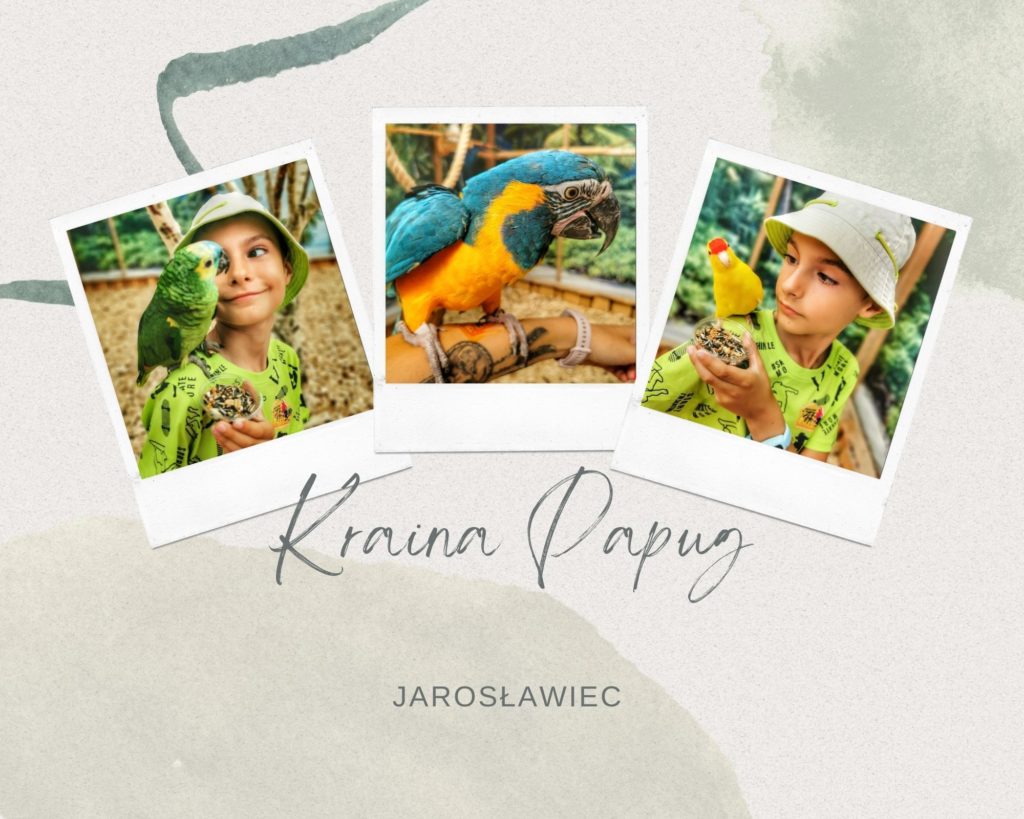 Kolaż zdjęć - dziecko z papugami - Kraina Papug Jarosławiec