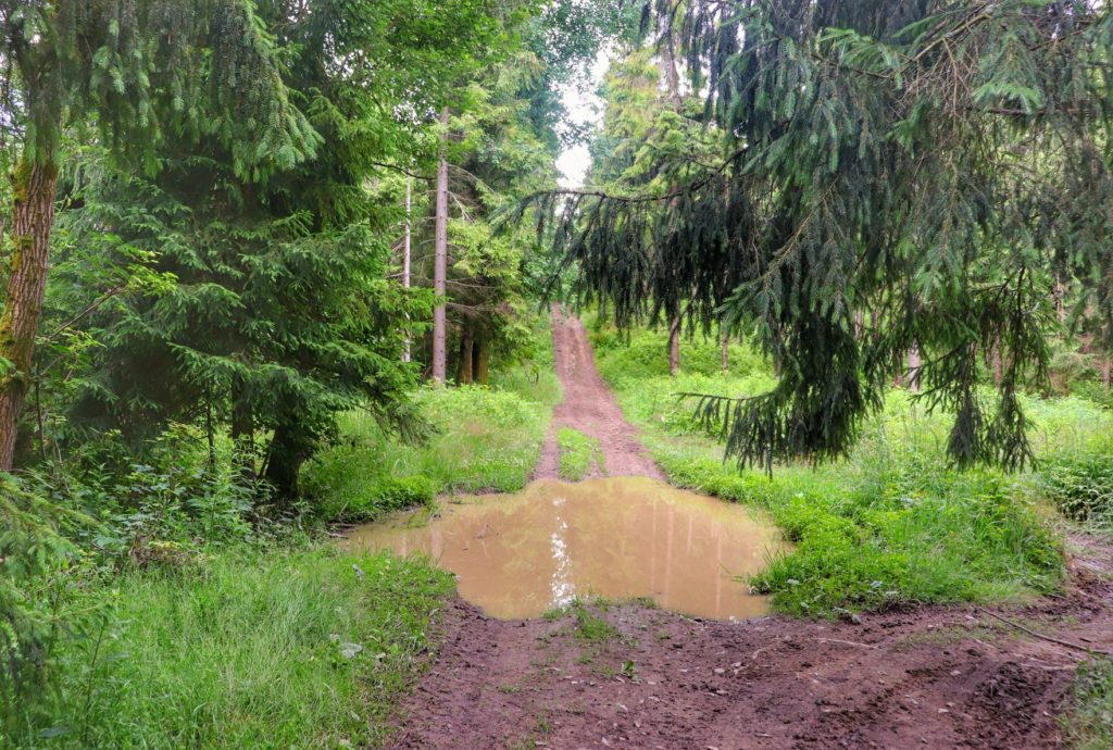 Leśna ścieżka, kałuża, letnie popołudnie