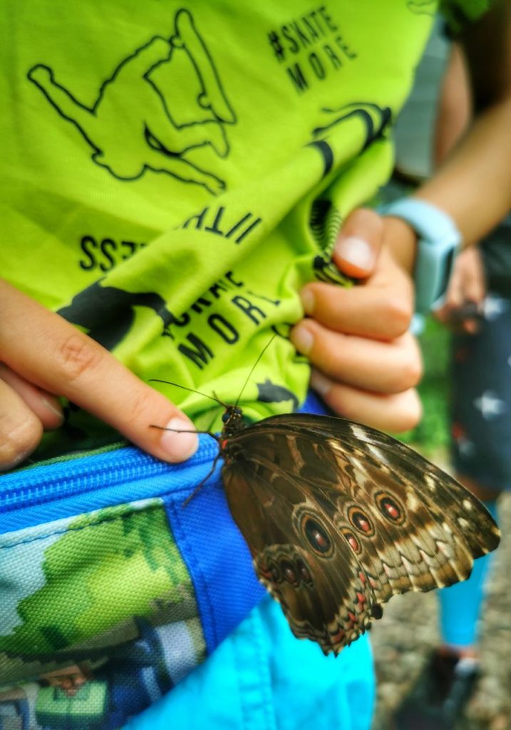 Motyl Caligo memnon, rączka dziecka
