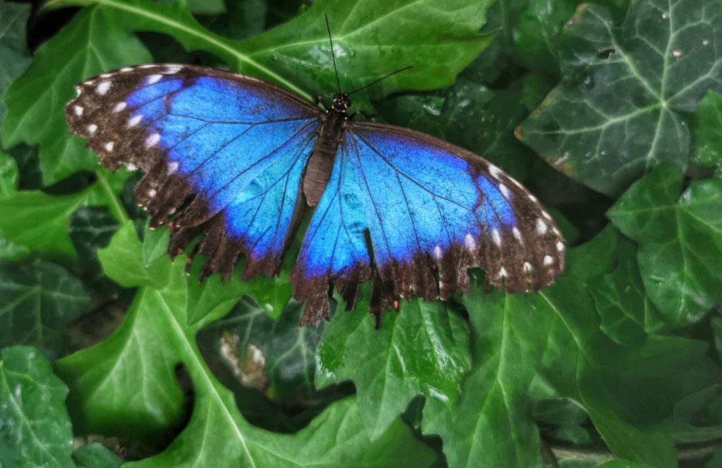 Motyl Morpho peleides, liście, Kraina motyli Jarosławiec 