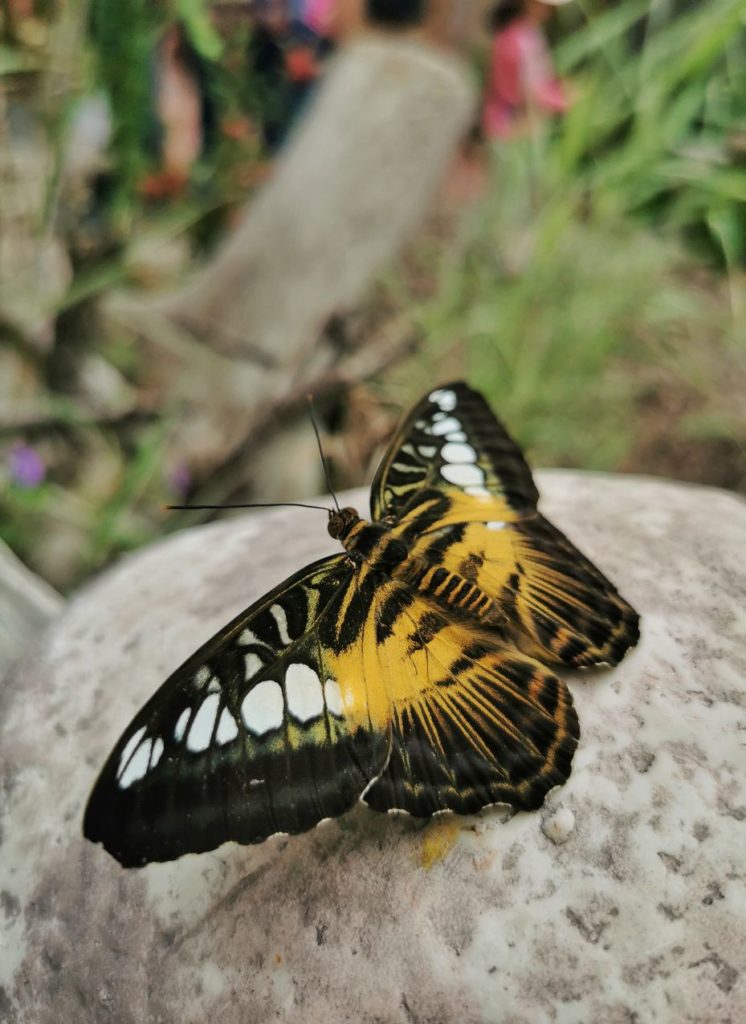 Motyl Strzyżyk Parthenos sylvia - kraina motyli Jarosławiec