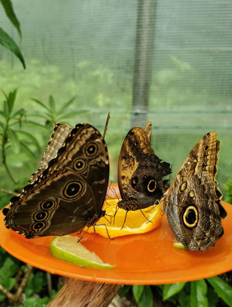 Motyle Caligo memnon, Kraina Motyli w Jarosławcu