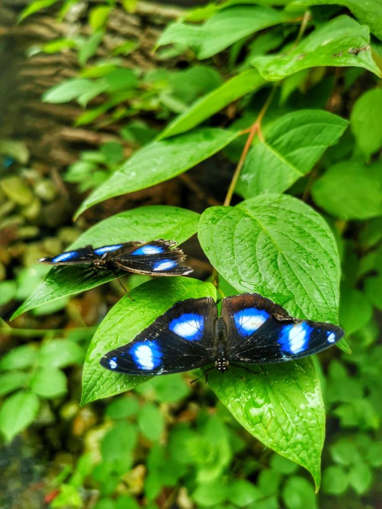 Motyle Hypolimnas bolina - motyl Błękitny Księżyc - Motylarnia w Jarosławcu