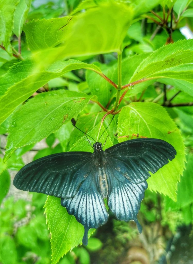 Niebieski motyl, liście