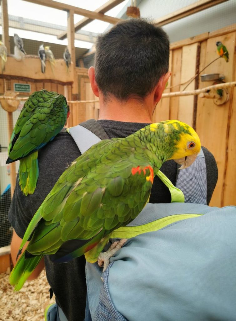 Papuga Amazonka żółtogardła siedząca na plecaku - mężczyzna w papugarni w Jarosławcu