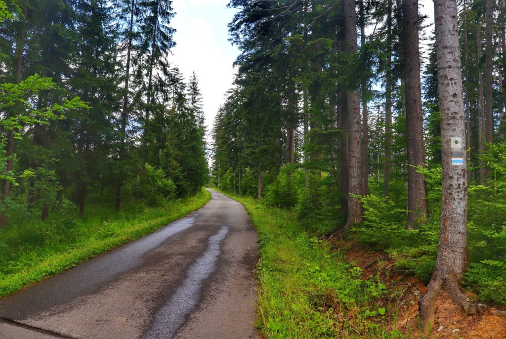 Szeroka asfaltowa droga leśna - szlak niebieski w Koniakowie