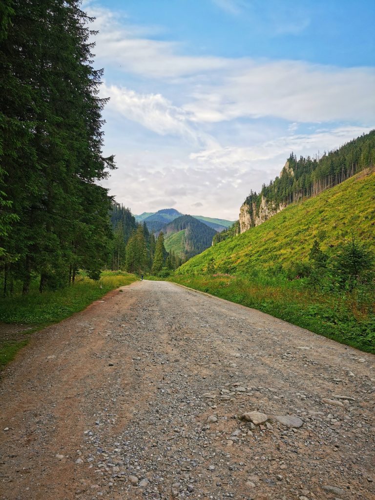 Szeroka droga na zielonym szlaku w Dolinie Chochołowskiej, letni poranek
