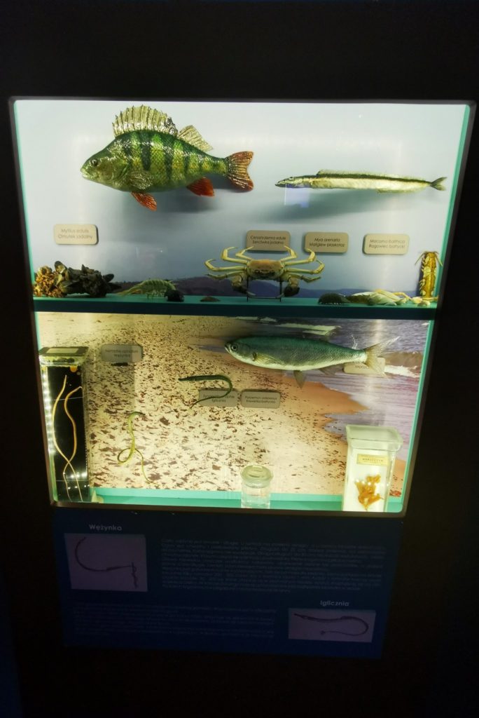 Gablotka, ryby w Muzeum Fauny i Flory Morskiej i Śródlądowej w Jaworzu