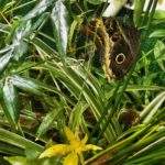 Motyl Caligo memnon - Jaworze motylarnia
