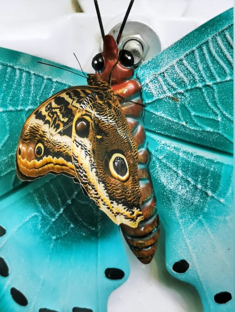 Motyl Caligo memnon na turkusowym tle - Motylarnia Jaworze koło Bielska-Białej