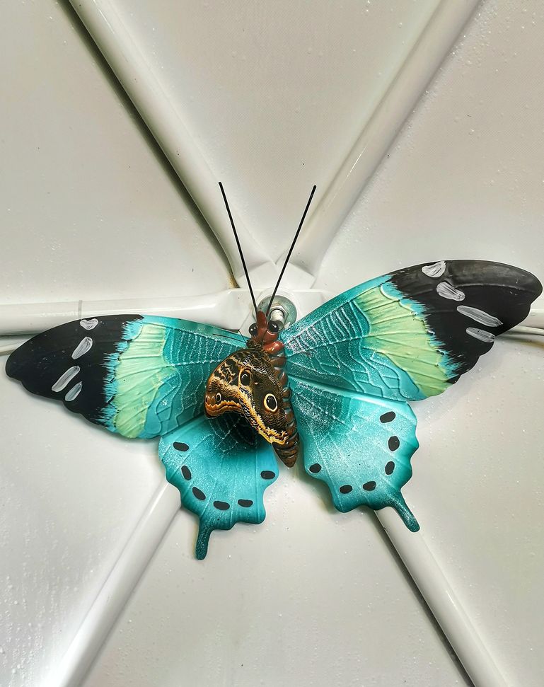 Motyl Caligo memnon siedzący na turkusowej ozdobie przedstawiającej motyla - Jaworze motylarnia