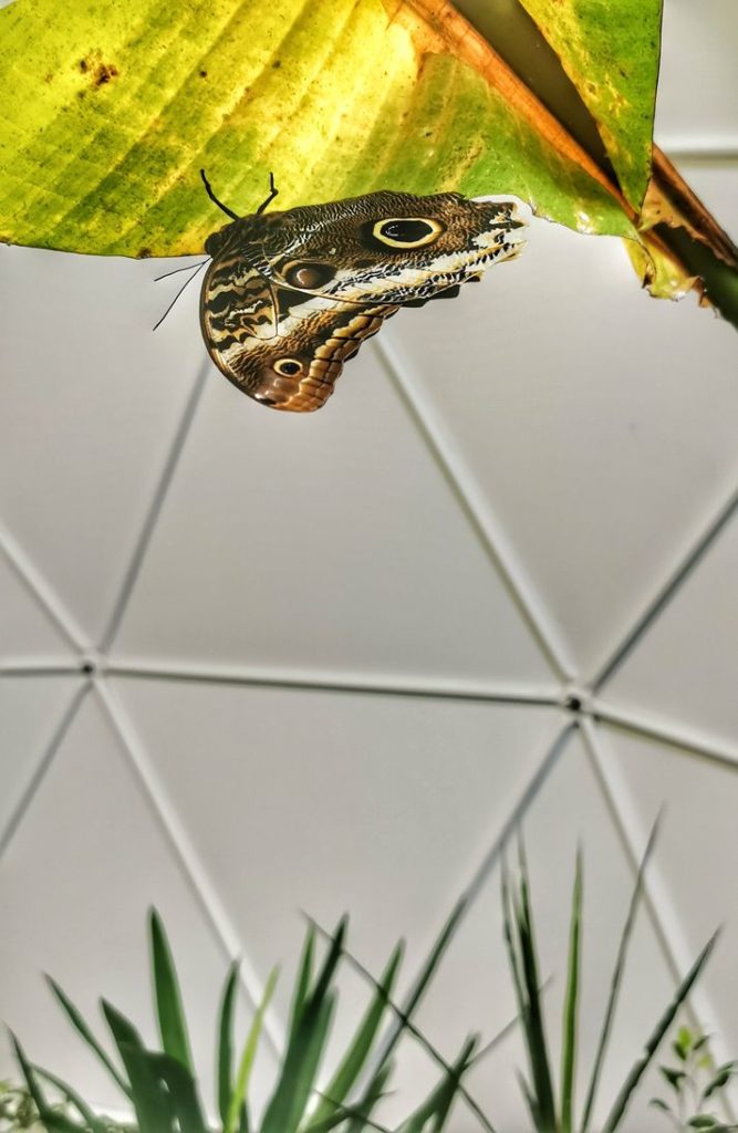 Motyl Caligo memnon w motylarni w Jaworzu
