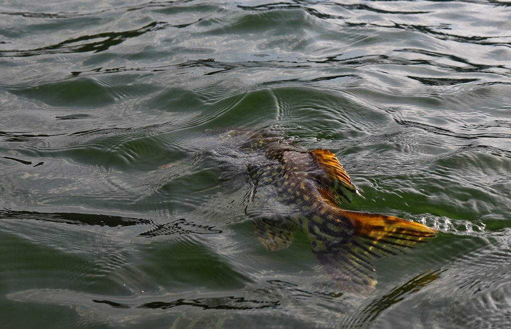 Szczupak pływający w Jeziorze Czorsztyńskim