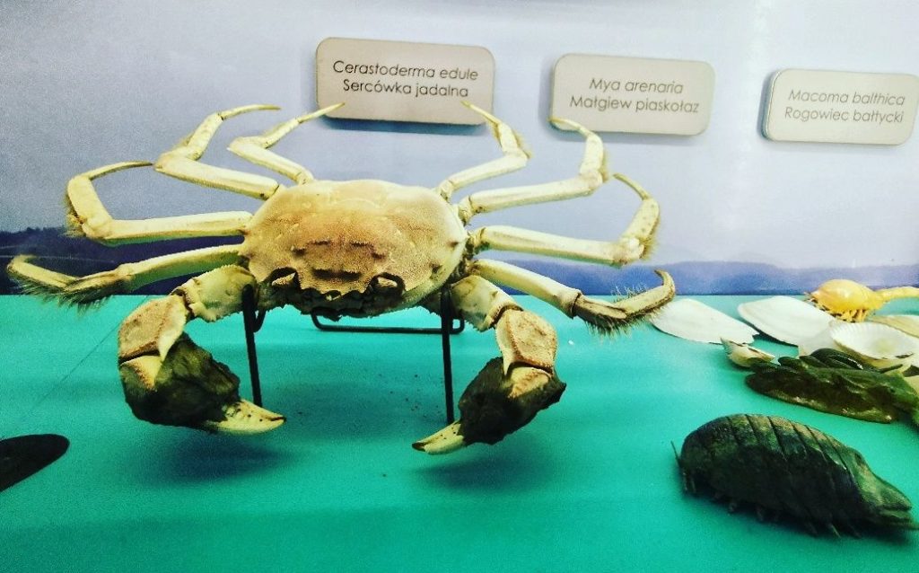 Wystawa w Muzeum Fauny i Flory Morskiej i Śródlądowej w Jaworzu