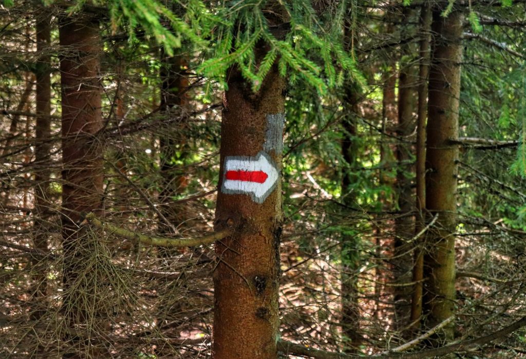 Beskid Mały, las, oznaczenie na drzewie skrętu w lewo szlaku czerwonego na Kiczerę