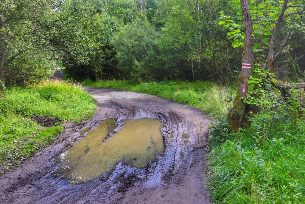 Szeroka błotnista droga na czerwonym szlaku na Kiczerę, las