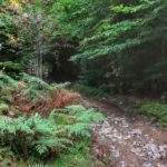 Kamienista droga, las