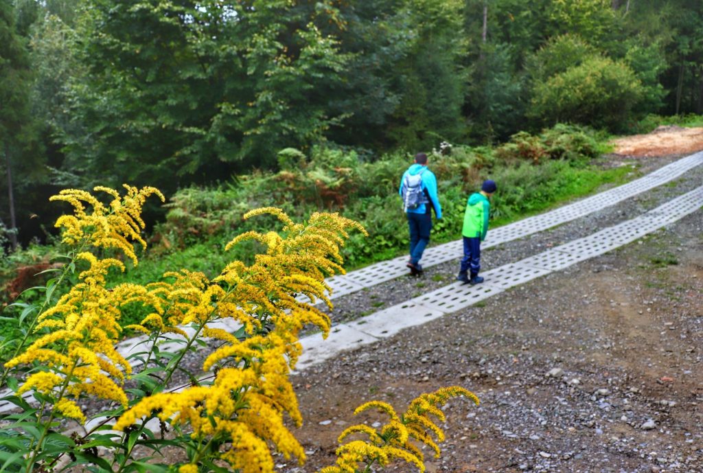 Nawłoć kanadyjska -roślina, betonowa droga, turysta z dzieckiem - szlak zielony prowadzący na Stary Groń w Brennej