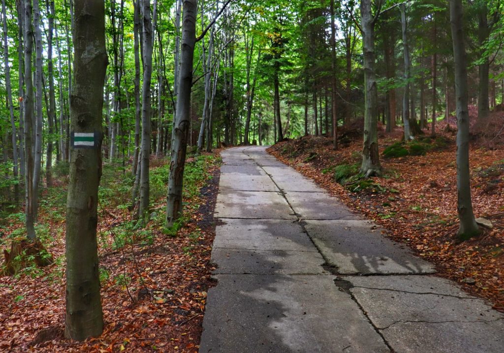 Oznaczenie na drzewie szlaku zielonego na Stary Groń, las, betonowa droga