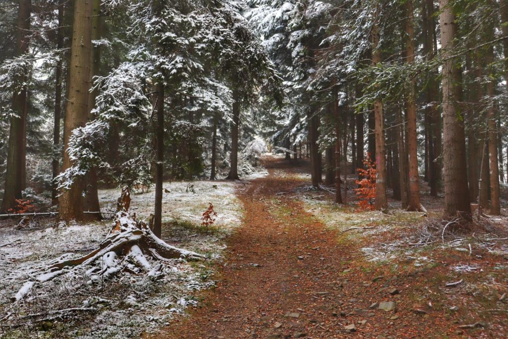 Beskid Mały - pasmo Magurki Wilkowickiej, szlak czerwony, las, szeroka droga, jesień, śnieg