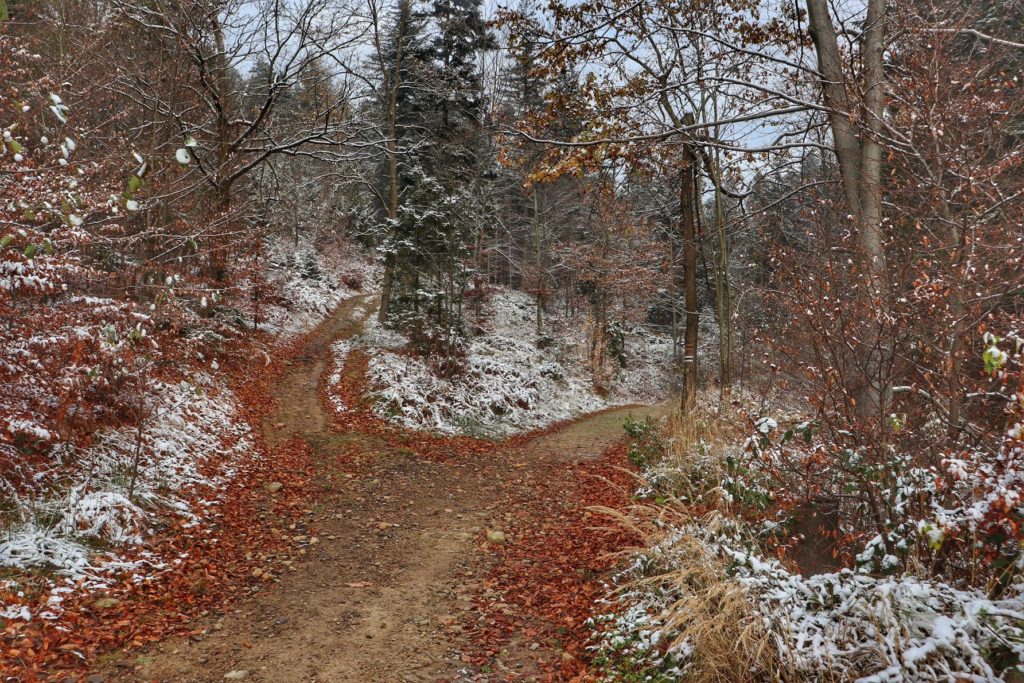 Beskid Mały - szlak czarny na Magurkę Wilkowicką, rozwidlenie drogi leśnej, jesienno - zimowa sceneria
