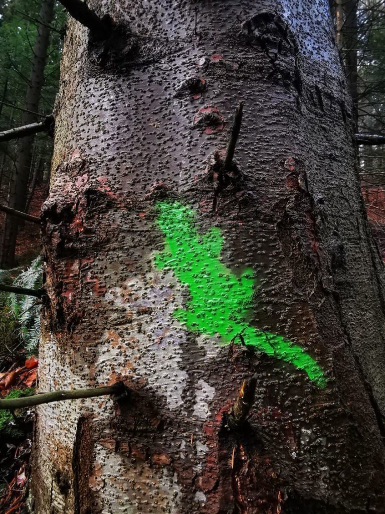 Beskid Mały - Wieś Las, oznaczenie na drzewie - zielona salamandra