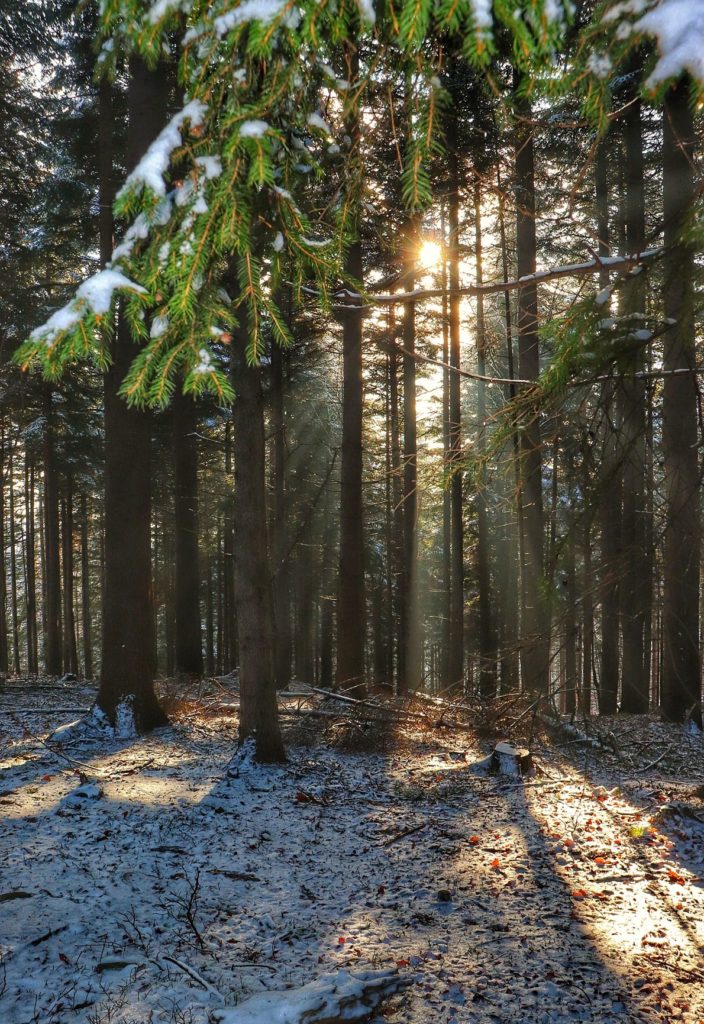 Beskidzki las, śnieg, jesienne słońce