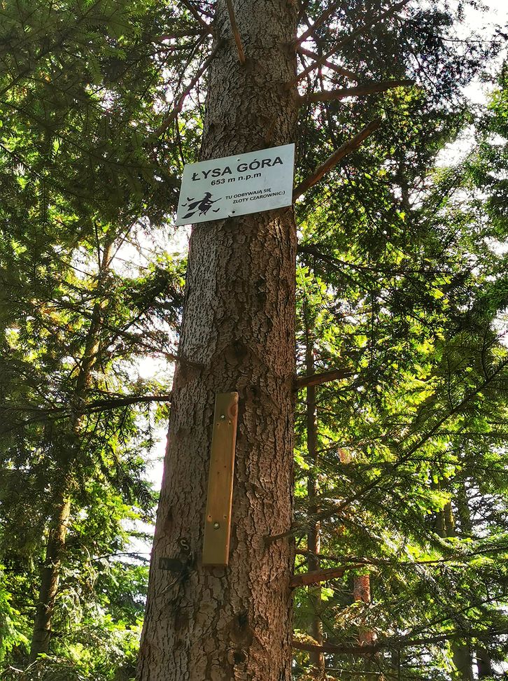 Drzewo, biała tabliczka oznaczająca szczyt - Łysa Góra w Beskidzie Małym