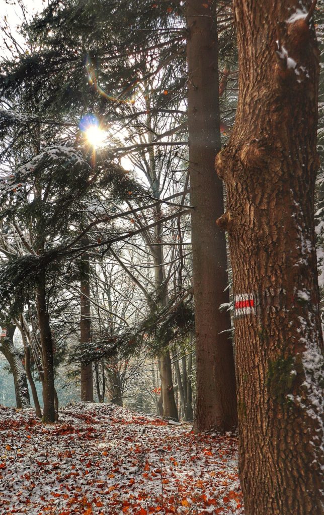 Drzewo - oznaczenie szlaku czerwonego idącego w stronę Łysej Góry w Beskidzie Małym, śnieg, jesienne słońce