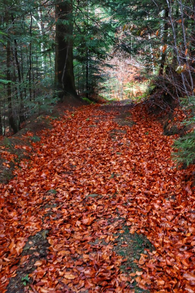 Dywan z jesiennych liści, droga leśna w Beskidzie Małym