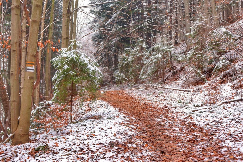 Jesienno - zimowy Beskid Mały, leśna droga