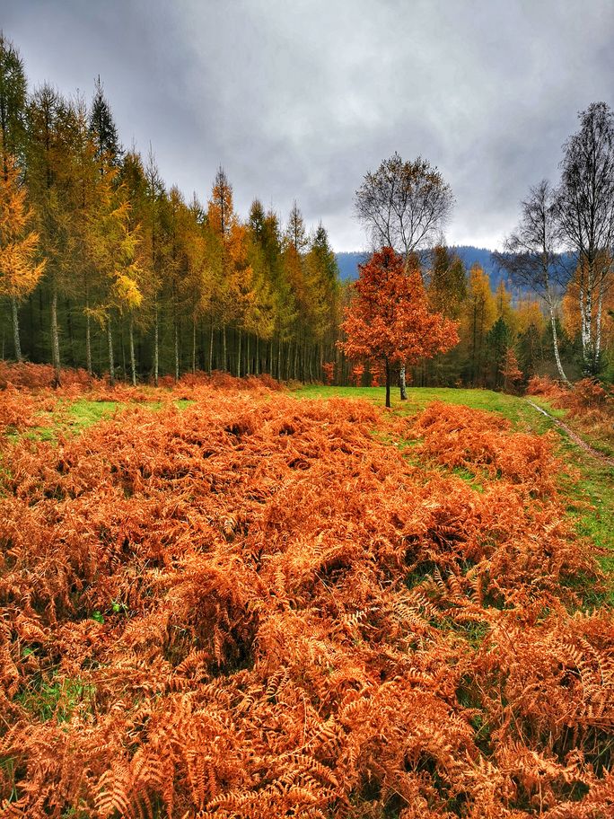 Jesienny krajobraz Beskidu Małego, drzewa - kolorowe liście, suche paprocie