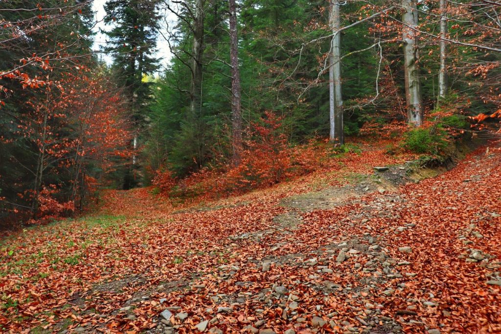 Jesień, Beskid Mały, las