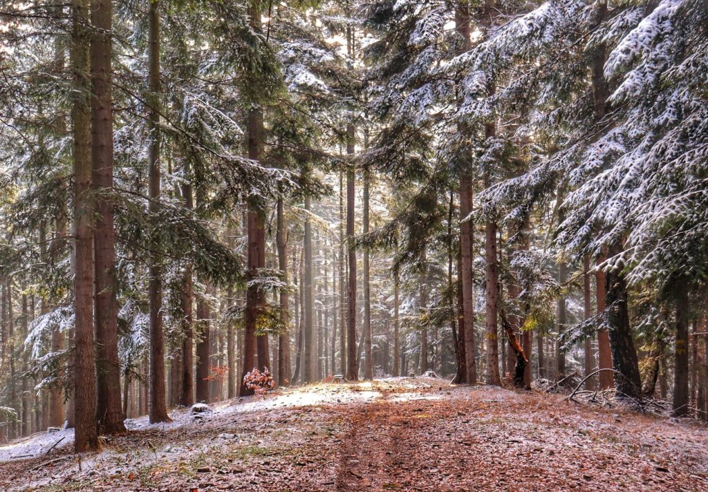Las, zaśnieżone drzewa, droga leśna oświetlona przez jesienne słońce - Łysa Góra w Beskidzie Małym