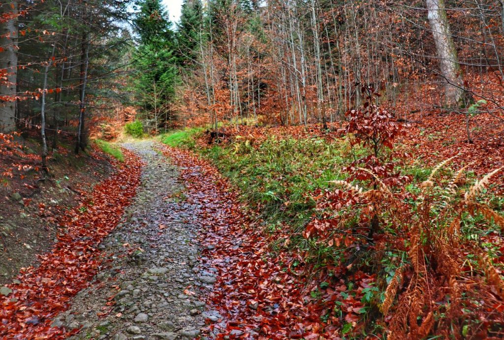 Leśna droga - Beskid Mały, jesienna aura