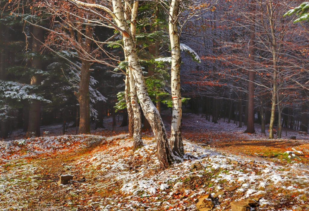 Leśna droga na czerwonym szlaku idącym w kierunku Łysej Góry w Bielsku-Białej, jesienno-zimowa sceneria
