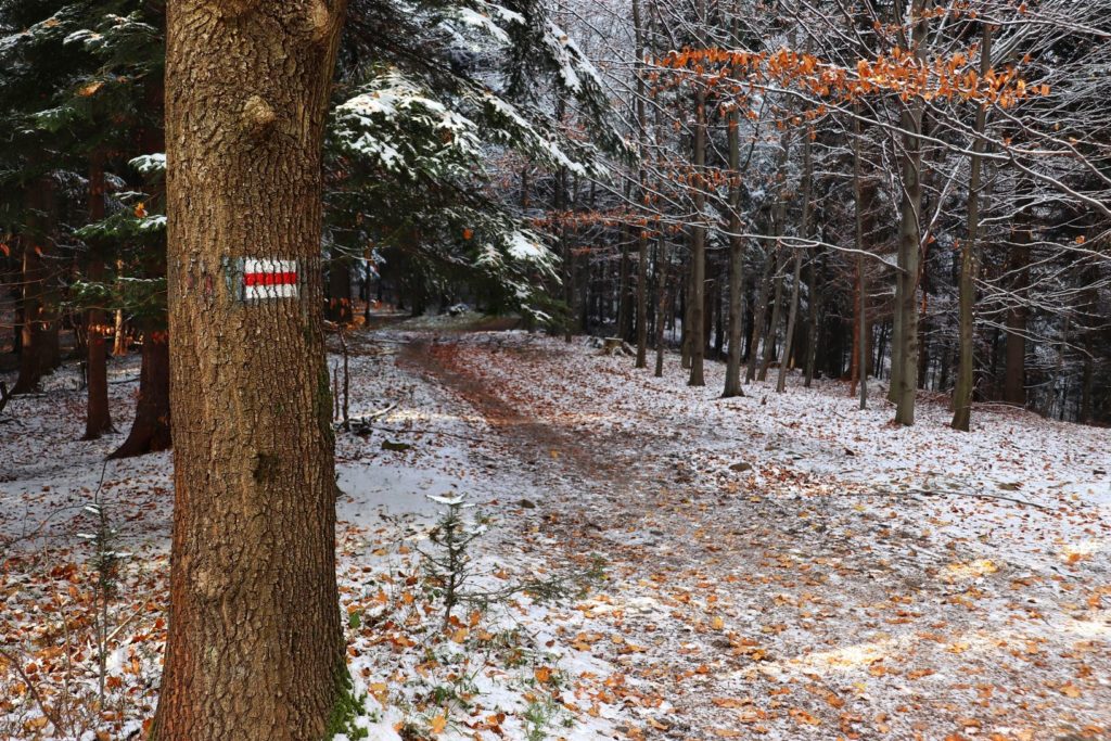 Leśna droga, zimowa sceneria, szlak czerwony w okolicach Łysej Góry - Pasmo Magurki Wilkowickiej