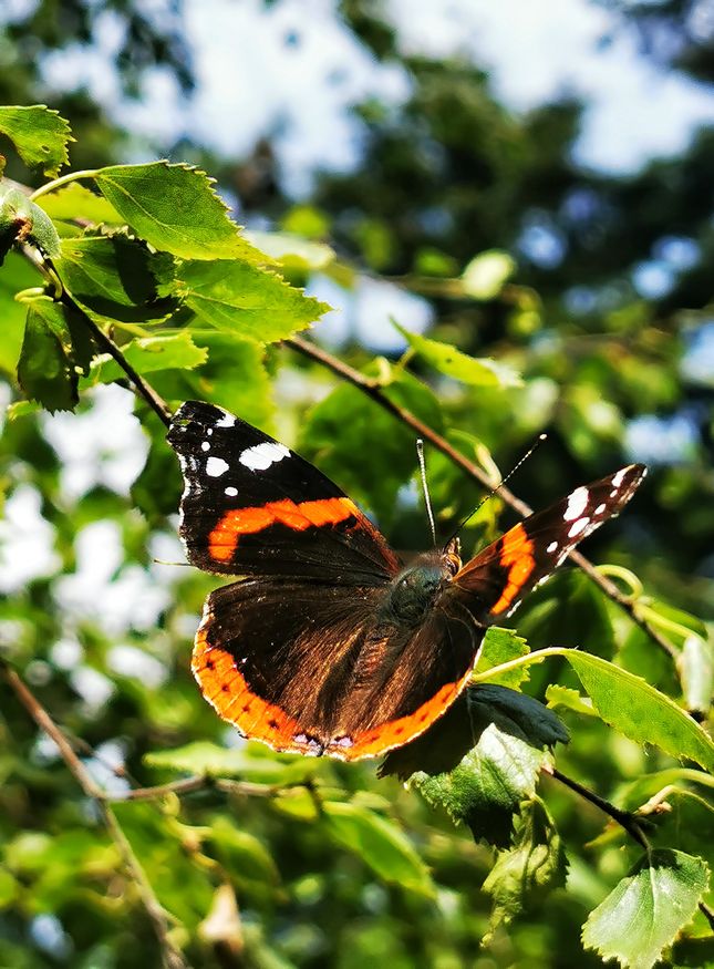 Motyl - Rusałka admirał - las Beskid Mały