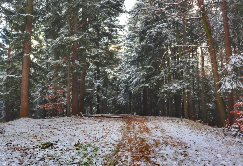 Porośnięty drzewami szczyt w Beskidzie Małym w Grupie Magurki Wilkowickiej - Łysy Groń, jesień, śnieg
